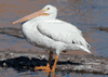 Pelecanus erythrorhynchos - pelícano blanco - American white pelican